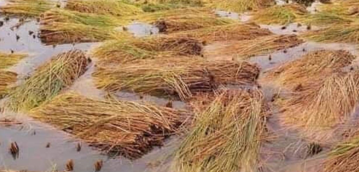 बैंकबाट ऋण काढेर खेती गरेका किसान मर्कामा